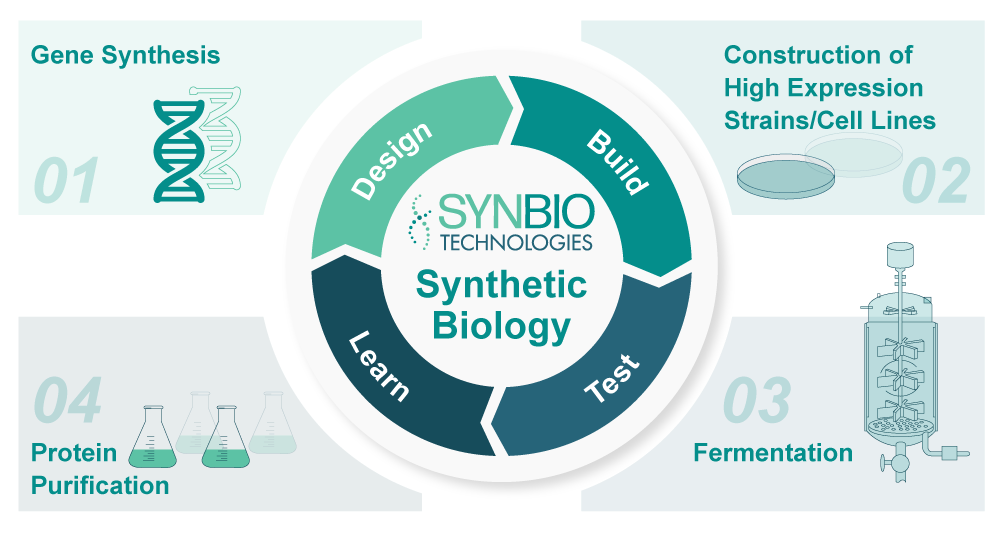 Synbio Technologies DBTL Cycle